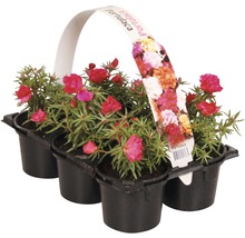 Blühende Beet-und Balkonpflanzen 6-er Pack FloraSelf Portulaca, Tagetes, Lobelia, Impatiens, Begonia, Alyssum