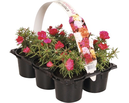 Blühende Beet-und Balkonpflanzen 6-er Pack FloraSelf Portulaca, Tagetes, Lobelia, Impatiens, Begonia, Alyssum