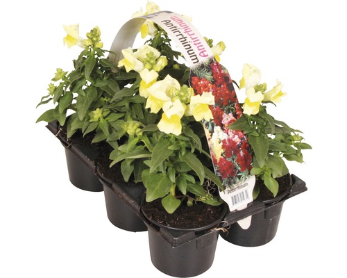 Löwenmäulchen im Kunststoffbehälter mit sechs Pflanzen