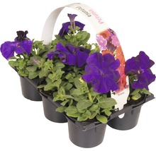 Blühende Beet-und Balkonpflanzen 6-er Pack FloraSelf Portulaca, Tagetes, Lobelia, Impatiens, Begonia, Alyssum