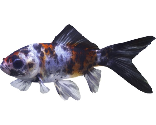 Fisch Shubunkin 7 - 10 cm - Carassius Auratus