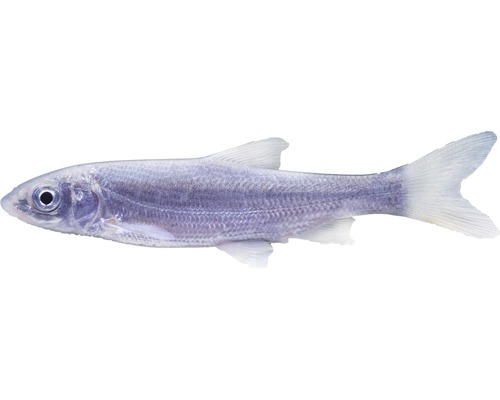 Fisch Nasen - Chondrostoma nasus