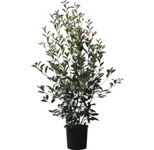 Glanzmispel FloraSelf Photinia fraseri 'Red Robin' H 125-150 cm Co 15 L