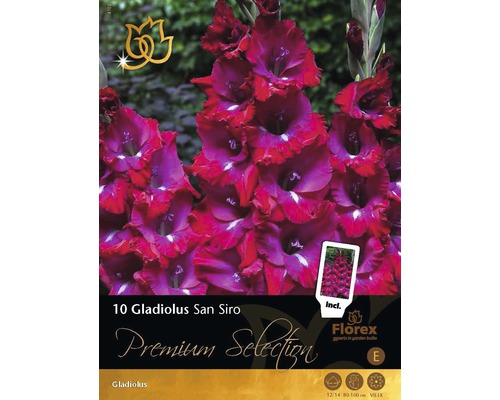 Blumenzwiebel Premium Gladiole 'San Siro' 10 Stk