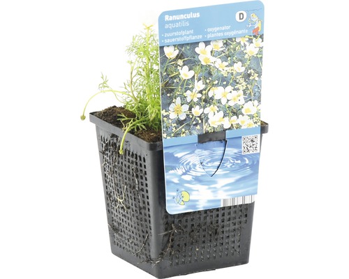 Wasserhahnenfuß im Topf mit Sortenschild