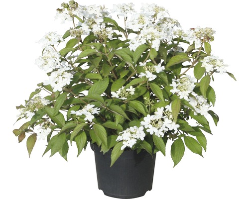 Japanischer Schneeball FloraSelf Viburnum plicatum 'Summer Snowflake' H 30-40 cm Co 5 L-0