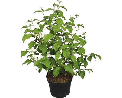 Japanischer Schneeball FloraSelf Viburnum plicatum 'Mariesii' H 40-60 cm Co 5 L