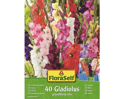 Blumenzwiebel FloraSelf Gladiolen 'Grossblumiger Mix' 40 Stk