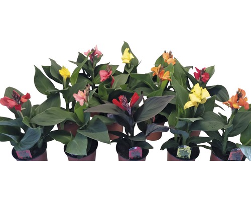 Blühende Canna-Pflanzen in Töpfen