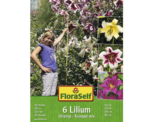 Blumenzwiebel FloraSelf Baumlilie 6 Stk