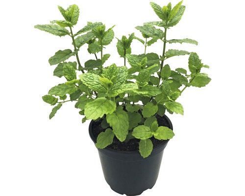 BIO Hugo-Minze FloraSelf Bio Mentha 'Hugo' Ø 12 cm Topf