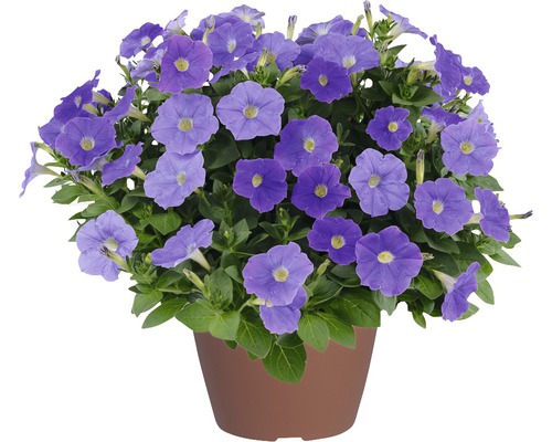 Blauer Zauberglöckchen in einem Blumentopf