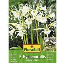 Verpackung mit fuenf Hymenocallis Ismene festalis Zwiebeln