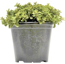 Oregano-Pflanze im Topf