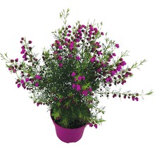 Topfheide mit purpurroten Blüten im Topf