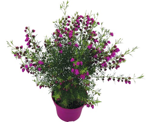 Topfheide mit purpurroten Blüten im Topf
