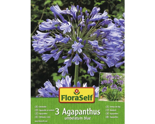 Blumenzwiebel FloraSelf Agapanthus/Doldenlilie blau 3 Stk