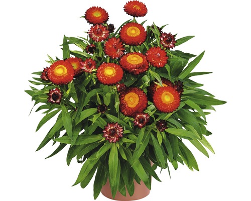 Strohblume FloraSelf Bracteantha x Hybride 'Sunbrella Red' Ø 12 cm Topf