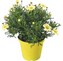 Strauchmargerite FloraSelf Argyranthemum frutescens Ø 14 cm Topf gelb