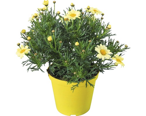 Strauchmargerite FloraSelf Argyranthemum frutescens Ø 14 cm Topf gelb