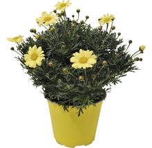 Strauchmargerite FloraSelf Argyranthemum frutescens Ø 14 cm Topf gelb