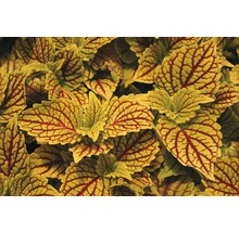 Buntnessel FloraSelf Plectranthus scutellarioides 'Golden Dreams' Ø 12 cm Topf