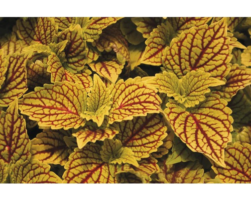 Detailaufnahme einer Coleus Pflanze mit dekorativen Blättern