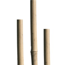 Bambusstab H 240 cm Ø 20/22 mm natur-thumb-1