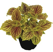 Buntnessel FloraSelf Plectranthus scutellarioides 'Golden Dreams' Ø 12 cm Topf