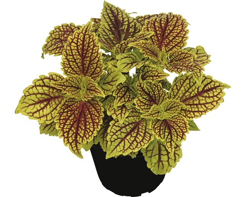 Buntnessel FloraSelf Plectranthus scutellarioides 'Golden Dreams' Ø 12 cm Topf