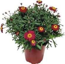 Strauchmargerite FloraSelf Chrysanthemum frutescens H 10-15 cm Ø 14 cm Topf rot