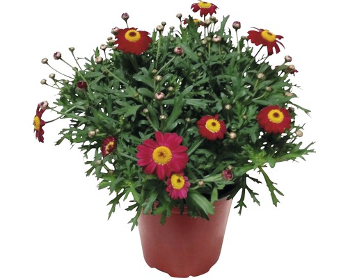 Strauchmargerite FloraSelf Chrysanthemum frutescens H 10-15 cm Ø 14 cm Topf rot Margerite im Topf mit roten Blüten und gelber Mitte
