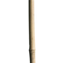 Bambusstab H 240 cm Ø 20/22 mm natur-thumb-0