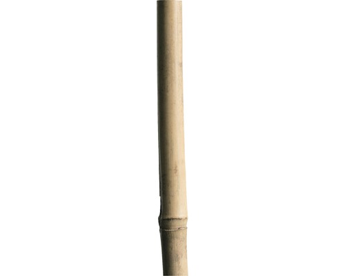 Bambusstab H 210 cm Ø 18/20 mm natur