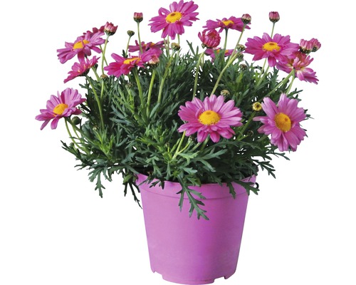 Strauchmargerite FloraSelf Chrysanthemum frutescens H 10-15 cm Ø 14 cm Topf rosa Margeritenbusch im Topf