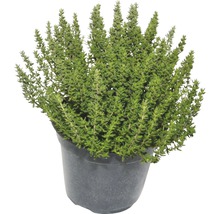Thymian Mix FloraSelf Thmyus vulgaris H 10-20 cm T 14 cm