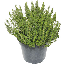 Thymian Mix FloraSelf Thmyus vulgaris H 10-20 cm T 14 cm
