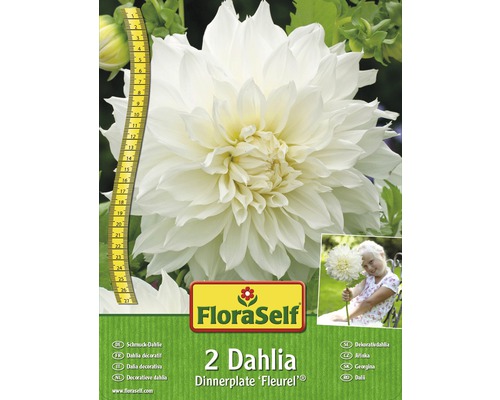 Blumenzwiebel FloraSelf Dahlie 'Fleurel' 2 Stk