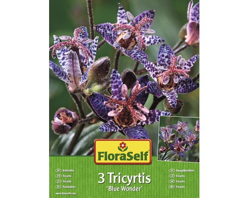 Blumenzwiebel FloraSelf Tricyrtis/Krötenlilie 'Blue Wonder' 3 Stk