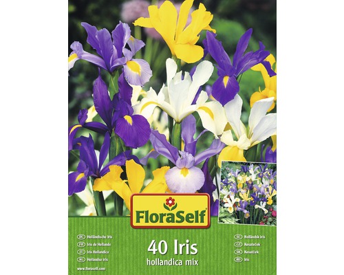 Blumenzwiebel FloraSelf Schwertlilie/Iris Hollandica Mischung 40 Stk