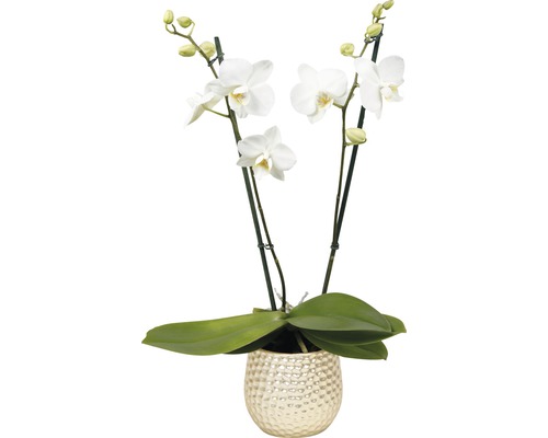 Schmetterlingsorchidee Arrangement 6 FloraSelf Phalaenopsis multiflora, 2 Rispen, versch. Farben, inkl. Keramik Übertopf