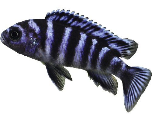Fisch Demasoni Maulbrüter - Pseudotropheus demasoni