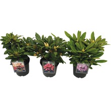 Drei Rhododendron-Pflanzen in Töpfen mit Blütenknospen