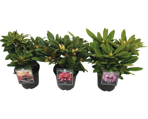 Drei Rhododendron-Pflanzen in Töpfen mit Blütenknospen