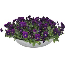 Violettes Stiefmütterchen in einem Pflanzgefäß