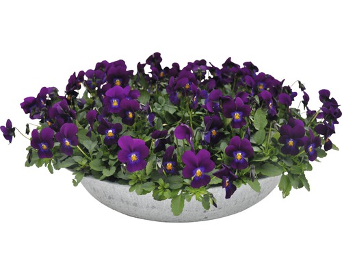 Violettes Stiefmütterchen in einem Pflanzgefäß