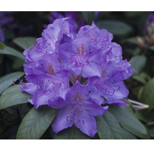 Nahaufnahme einer Blüte des Rhododendron mit Blättern