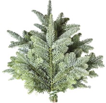 Blautanne als Bundware