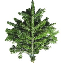 Nordmanntanne ohne Wurzel für Weihnachtsbaum