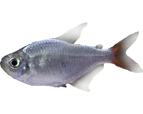 Fisch Rot-Blauer Kolumbianer - Hyphessobrycon ecuadorensis